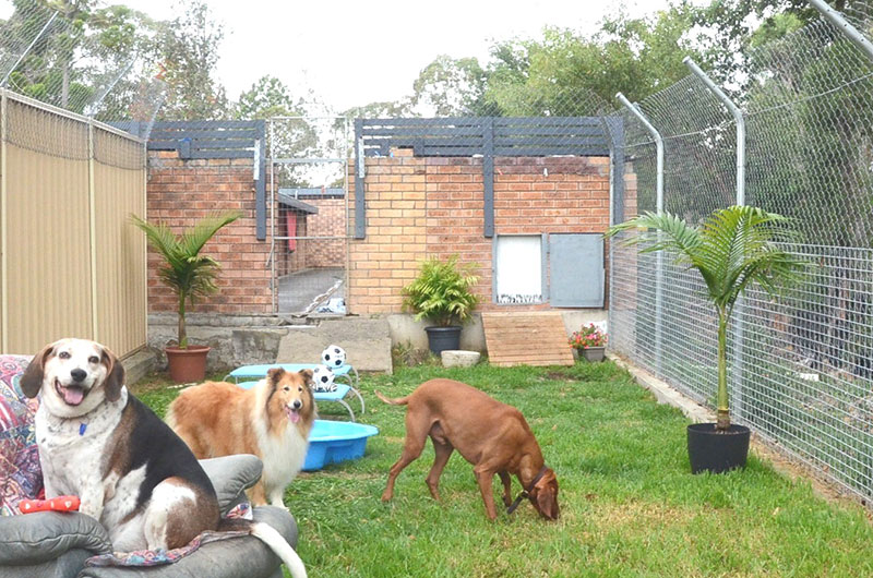 Dog Home Boarding Sussex Dog Home Boarding Sussex